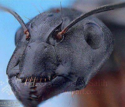 horror_100's tweet photo. هكذا يبدو شكل النمله عن قرب https://t.co/gbWVObkZ3I