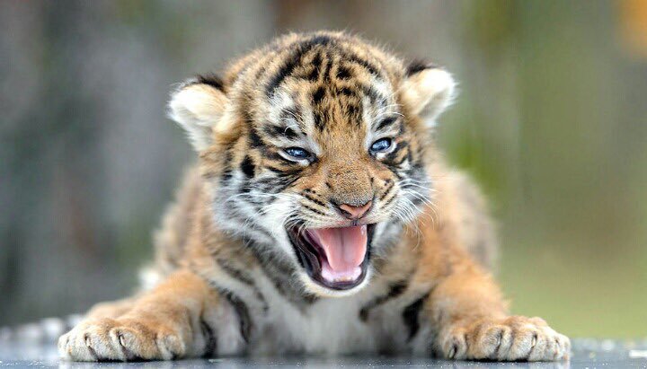 Animals_jonjall's tweet photo. 18. 엑소 백현 - 아기 호랑이 🐅

내가 미쳐 ㅋㅋㅋㅋㅋㅋㅋㅋㅋㅋㅋㅋㅋ 두 장의 사진들만 어마무시하게 제보가 들어와서 보면서 오조오억번은 웃었습니다 ㅜ 너무 귀엽고 너무 판박이 아닌가요 ㅜㅜ 대체 백현님의 정체는 무엇인지요 ...? 제보 정말정말 감사합니다 💛

#엑소 #백현 #변백현 #호랑이 https://t.co/FsGMaMXVXC