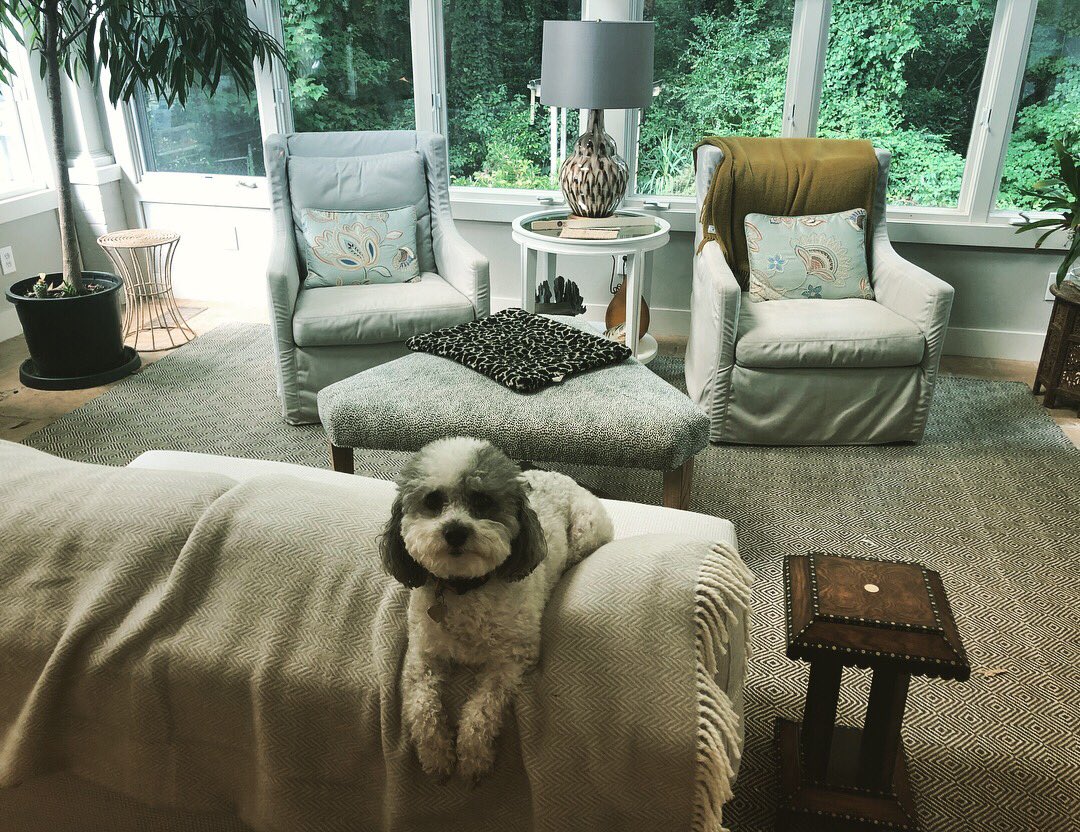 hollywoodcurry's tweet image. The Waiting Dog! #DogsOfAmazon