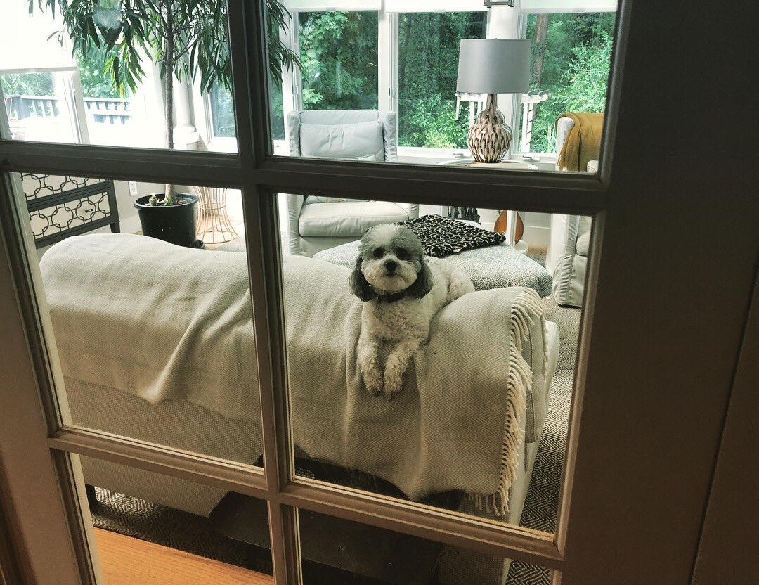 hollywoodcurry's tweet image. The Waiting Dog! #DogsOfAmazon