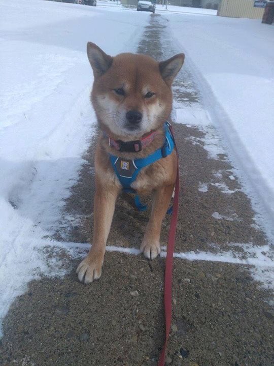 kevininunormal's tweet photo. #lostdog in #Lafayette, Indiana. #shibainu #milldog Please contact 219-413-4749 if spotted! https://t.co/sHPv6841eX