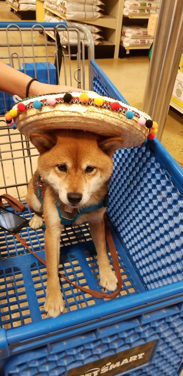 kevininunormal's tweet photo. #lostdog in #Lafayette, Indiana. #shibainu #milldog Please contact 219-413-4749 if spotted! https://t.co/sHPv6841eX