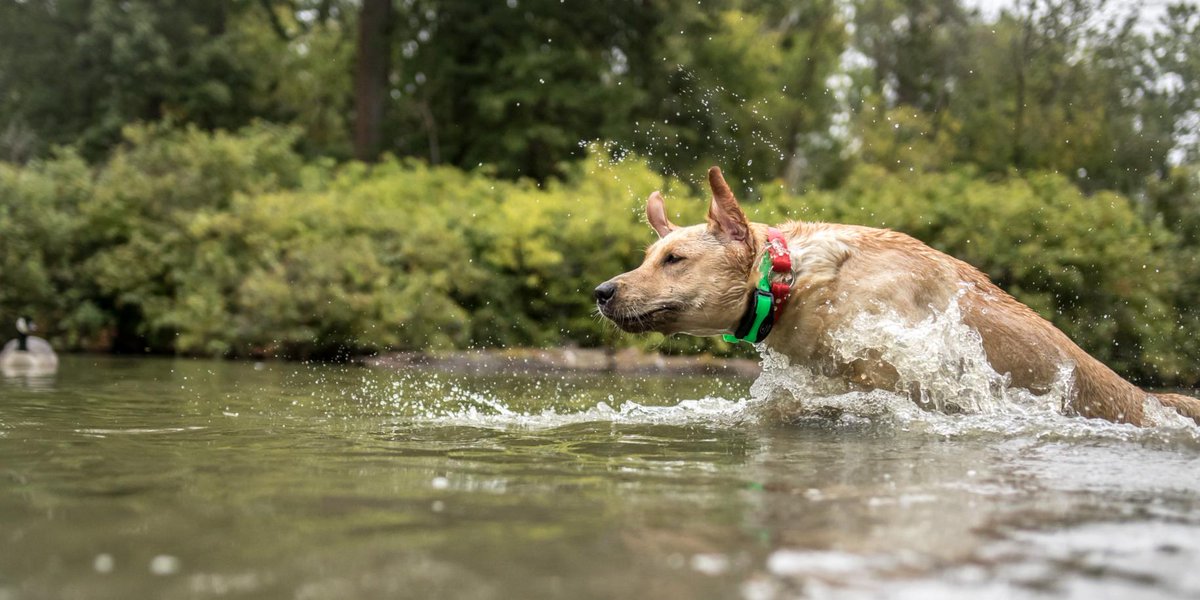 #ThatDogWill ... Have a strong water entry! Share your summer training photos using #ThatDogWill, and enter to win prizes. Contest Rules: ow.ly/PWE430l6l57 (📷: Bret Ayers)