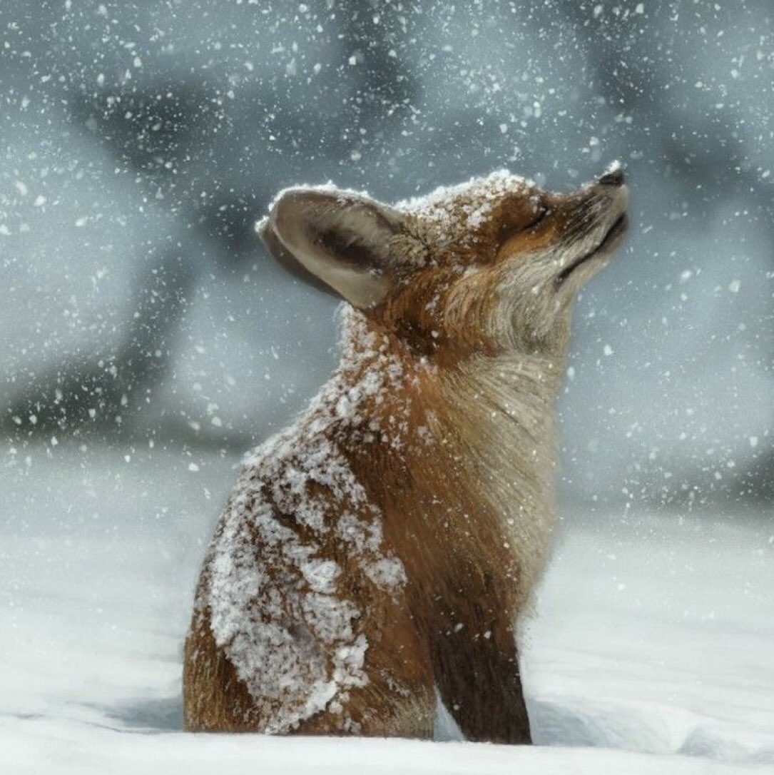 What a fox! #animal #fox #icebarmelbourne #cool #winterishere #animallover #hotdog #animalsofinstagram #naturephotography #dog #melbournebars #melbourneiloveyou #melbournecity #melbournecbd #melbournemum #melbournephotographer #travelmelbourne #igersmelbourne #meettheworld