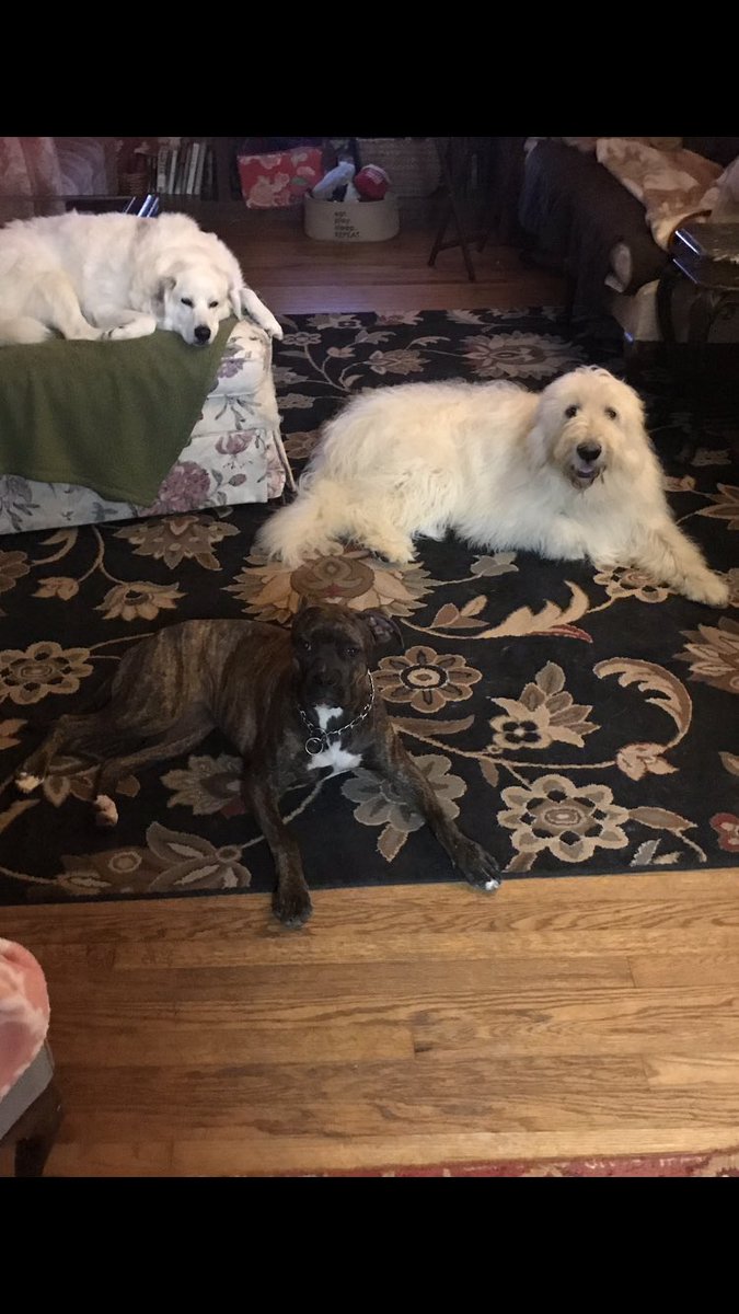 Deeverb's tweet image. The kids