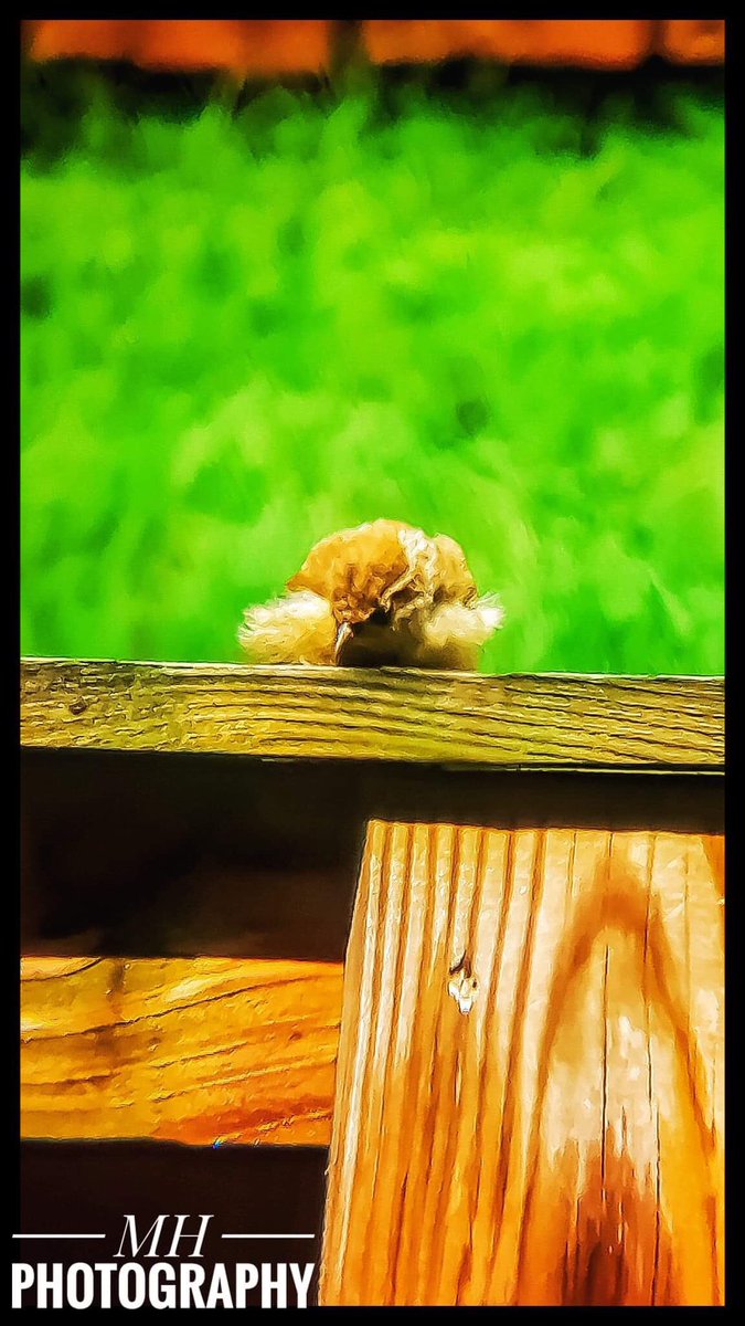 Carolina Wren 7/27/18