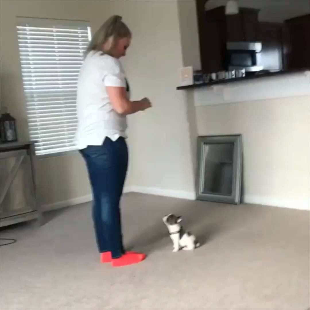 PoocheoStore's tweet photo. Training a TINY puppy frenchie 😍 https://t.co/rlFt4t94dZ https://t.co/p1VGy1mMjN