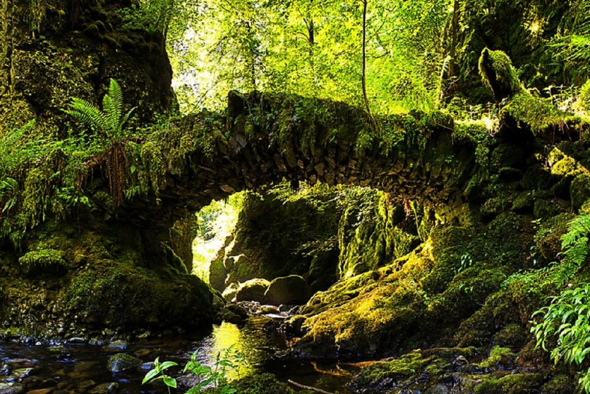 HoganSOG's tweet photo. Ancient stone bridge in Scotland. https://t.co/9n4wWrk3fI
