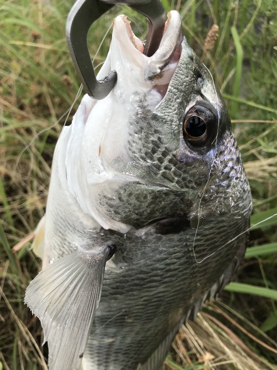 リンリュウ tweet media