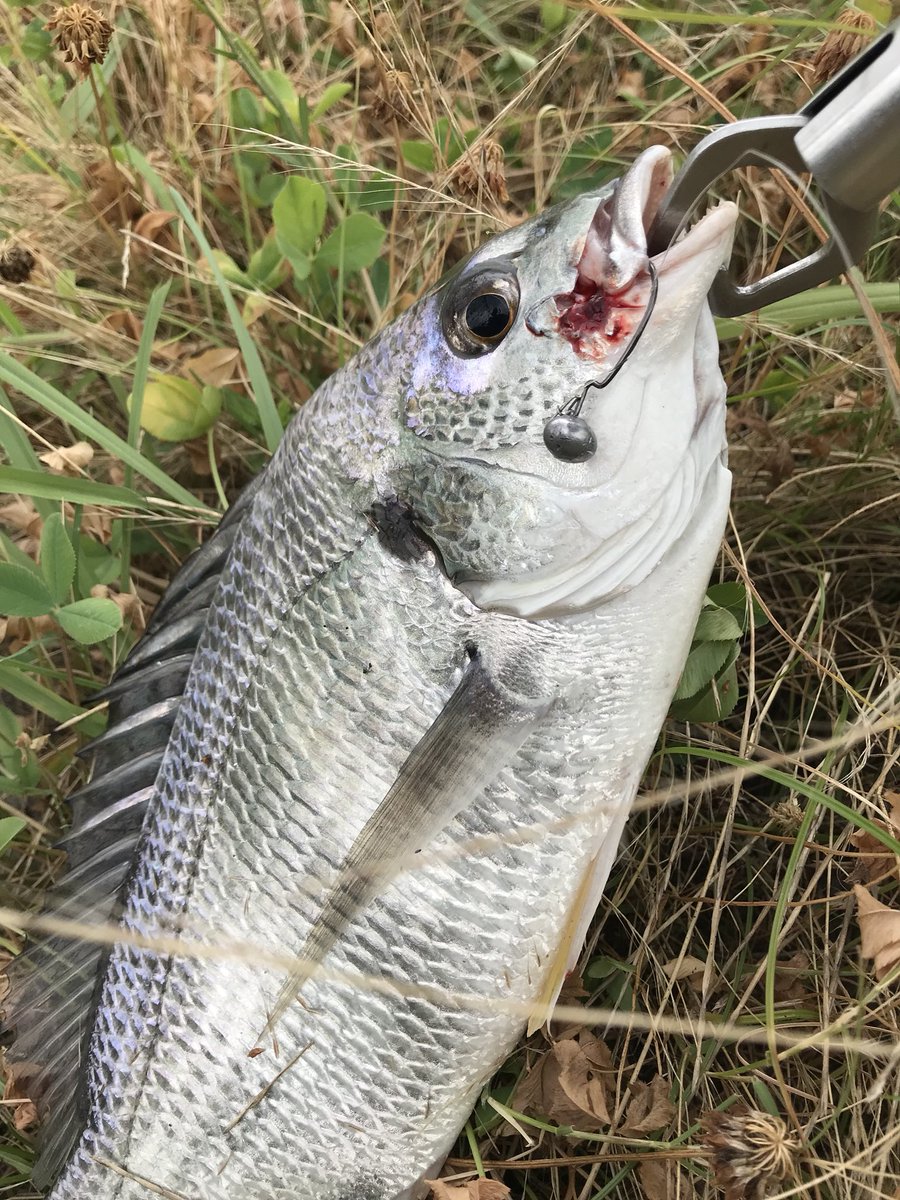 リンリュウ tweet media