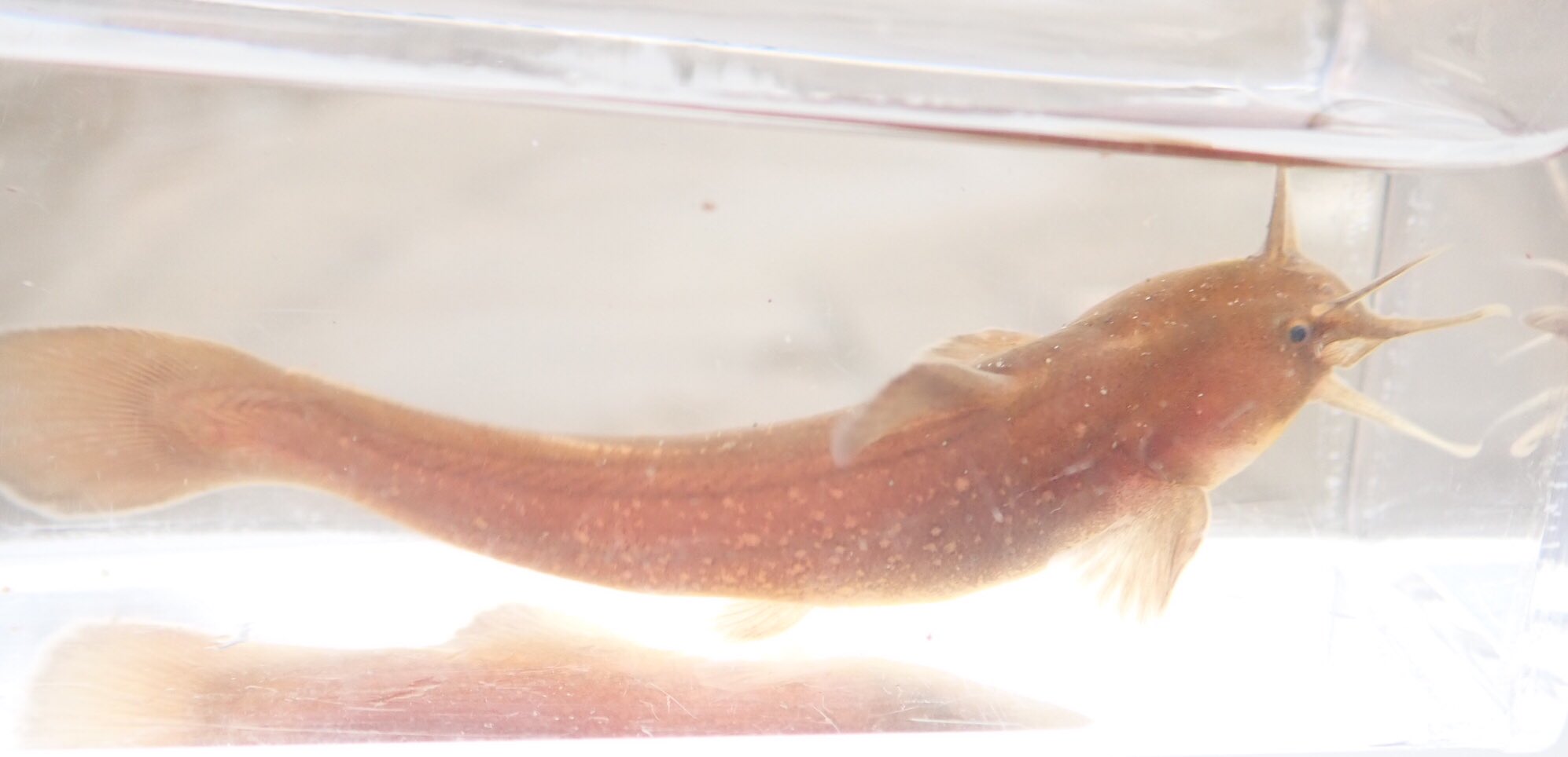 تويتر ネバチ على تويتر ネバチ アカザ 保育園の頃に一目惚れしてから今まで 好きな魚ランキングの首位をぶっちぎりで走り続ける魚 間違いなくこの先もずっと世界1です笑 アカザがいなかったらここまで日本産淡水魚を好きにならなかったかもしれない 笑