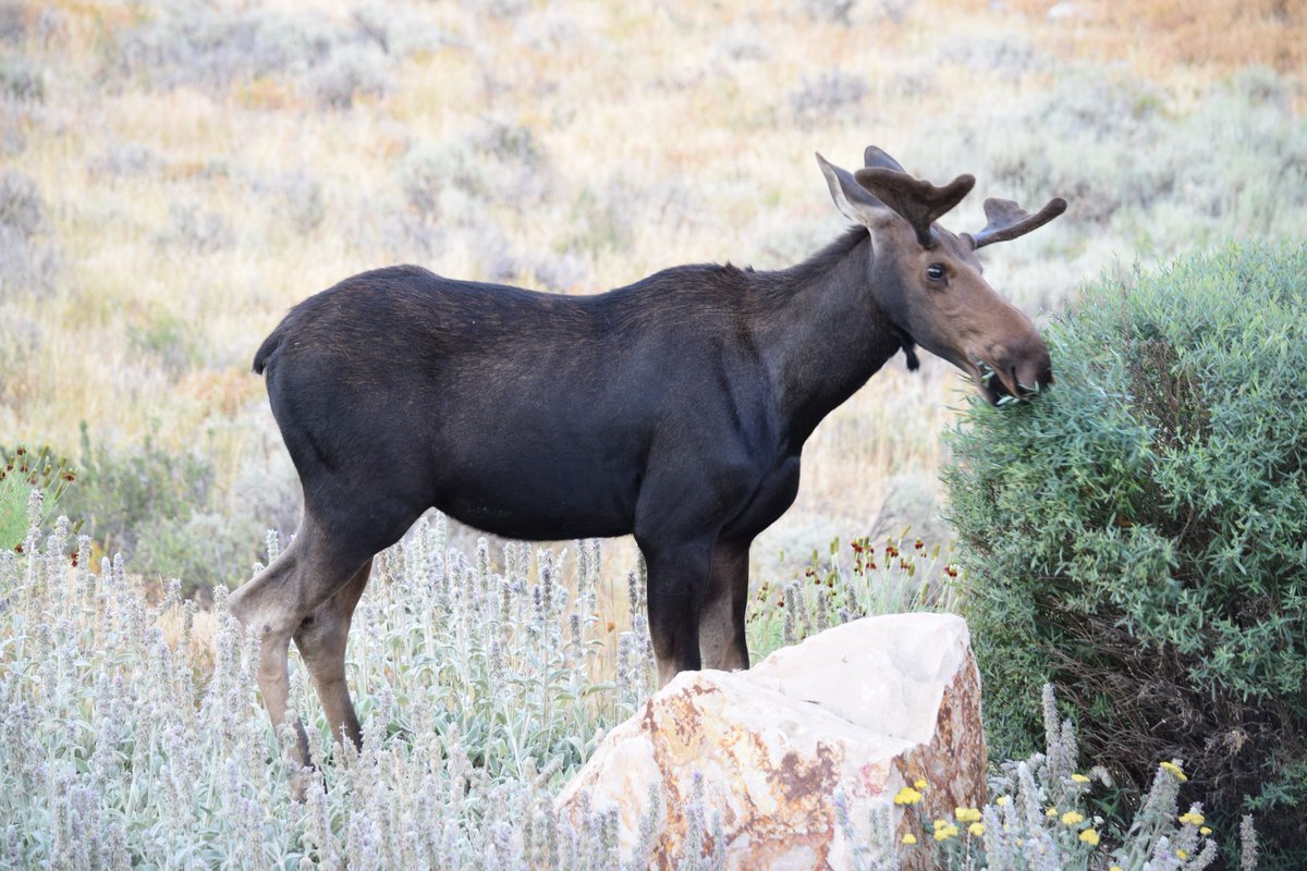 PCSquared1's tweet image. A bull moose on the loose.  Here in Glenwild.