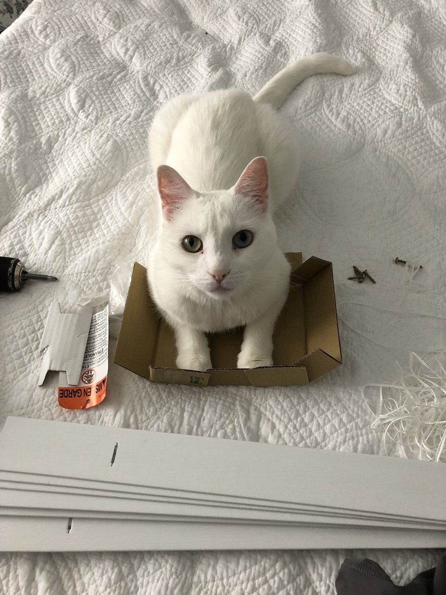 DapperDex's tweet photo. If I fits, I sits. #catinabox https://t.co/fFQyPj1e6C