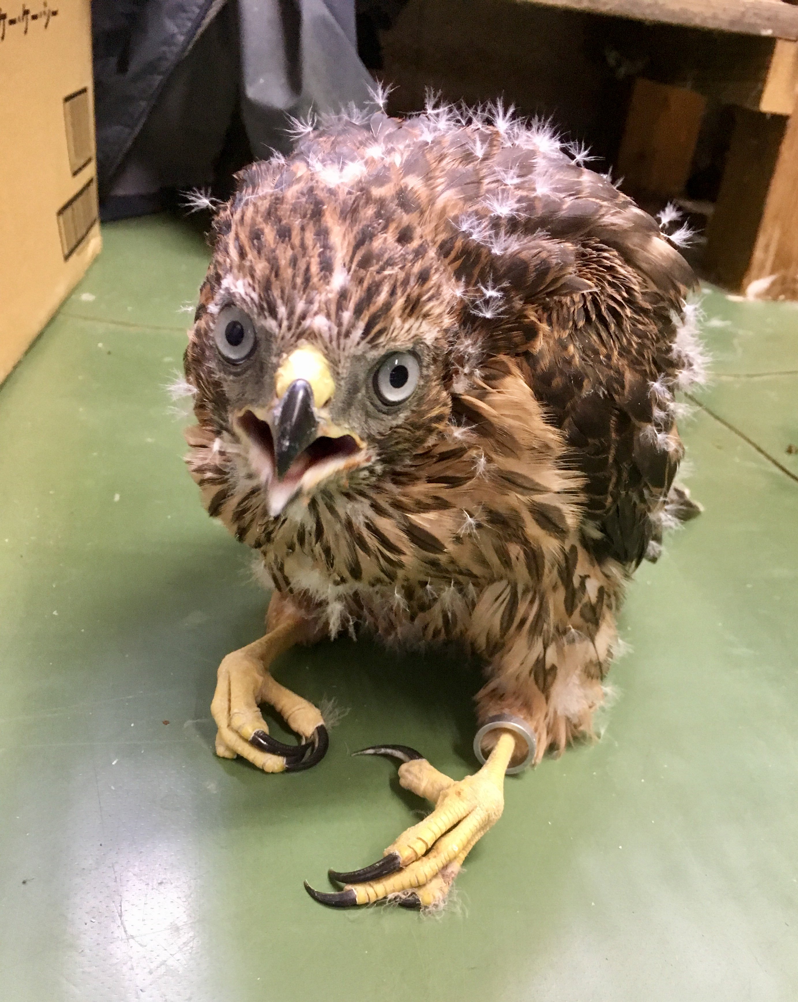 Twitter 上的 楽鳥園 ブログを更新しました オオタカ タカ 猛禽類 かっこいい ヒナ 鳥 楽鳥園 T Co Lfwwpl5nzr Twitter