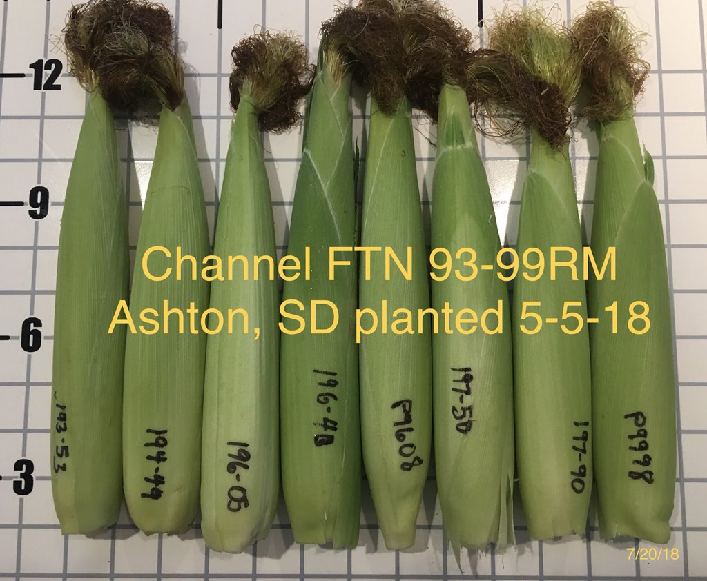 Channel_SD's tweet photo. Channel Spatial Trial 93-99RM near Ashton, SD. Near perfect pollination, newer genetics looking solid with great yield potential. Early plot yield leaders 193-53, 194-49, 197-50, & 197-90. @ChannelSeed @ImSoyCornfused #Grow18 #ChannelYields https://t.co/QgTYDh7EcI