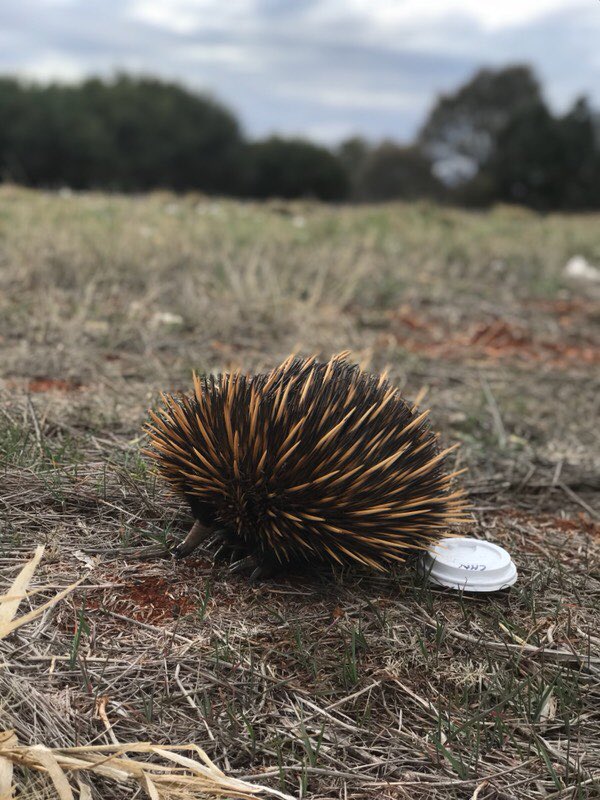 Giving an echidna a drink. Not much rain out here #hillston #Australiannatives