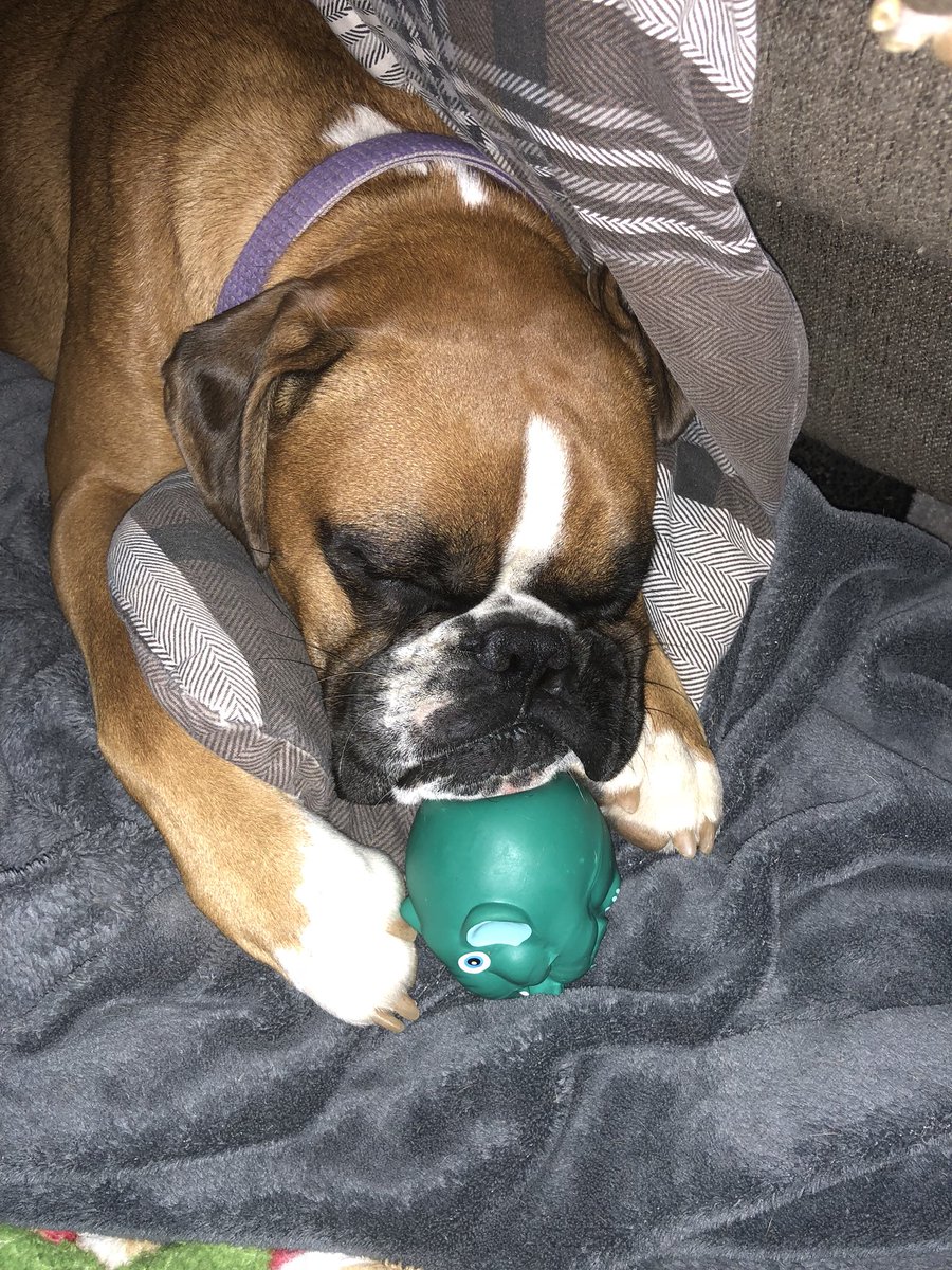ReeceSaving's tweet photo. Goodnight, sleep tight, don’t let Jinx take the elephant I stole from him. #sleepingdogs #playhardsleephard #sleepingboxers #NeverGiveUp #whatkidneyfailure #savingreece #saynotonationwide https://t.co/AOMvzcHVC2