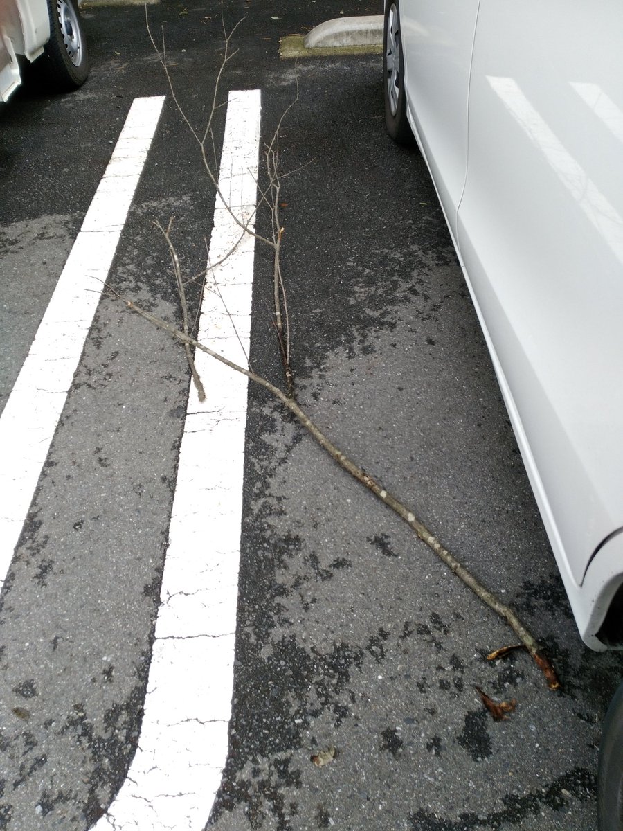 市根井 ユザメ 走行中なんか異音がすると思ってたら車の底から2mくらいの枝が出てきたwwwwwww 市根井 ユザメ 走行中なんか異音がすると思ってたら車の底から2mくらいの枝が出てきたwwwwwww