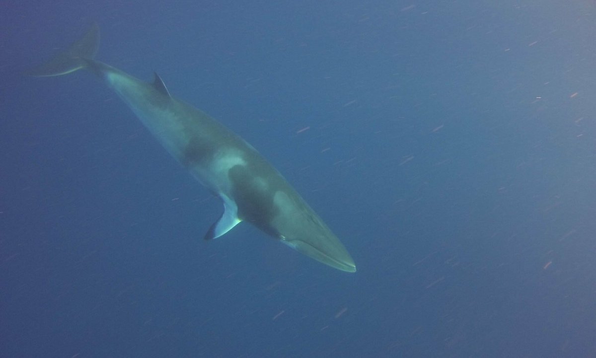 AndreaRabellino's tweet photo. To celebrate 100 dives, here is a picture of a minke whale diving with me! #PADI #SCUBA #scubadiving #tec40 https://t.co/BZuoDVjfF3
