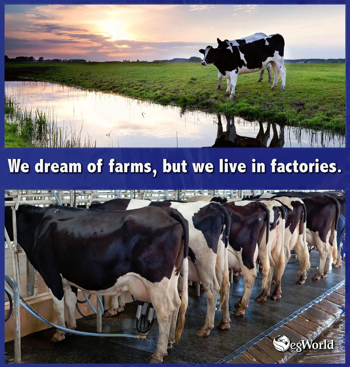 Chris076743's tweet photo. #animalcruelty #Vegan #ditchdairy #factoryfarming #dairyindustry #meatindustry #sadcows #betheirvoice #voiceforthevoiceless #goveganfortheanimals #untileverycageisempty #outdoors #factory #earthlings https://t.co/SgIgO64qU9
