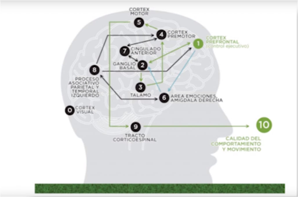 Menimme eilisessä kärkijoukkokoulutuksessamme solutason valmentamiseen asti - totaalisen jalkapallon neuromenetelmällä. Kun valmentajat tiedostivat, kuinka paljon jo lasten valmentaminen vaatii tiedostettavia asioita – tuli useimmalla koutsille eksistentialistinen kriisi.