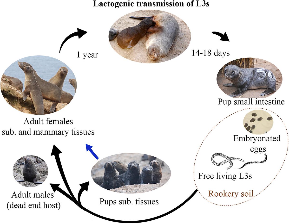 River Otter Life Cycle