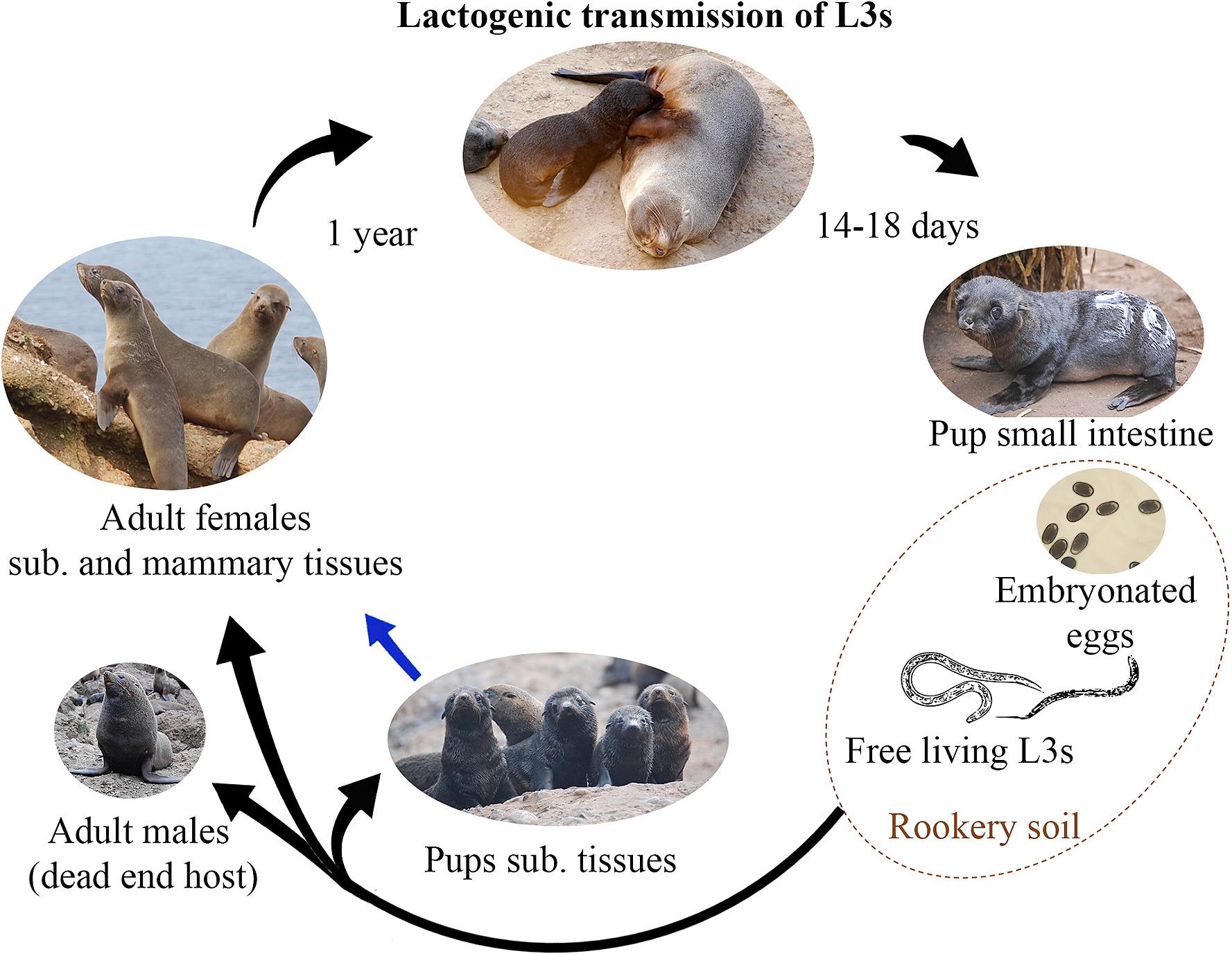 Seal Life Cycle Stages