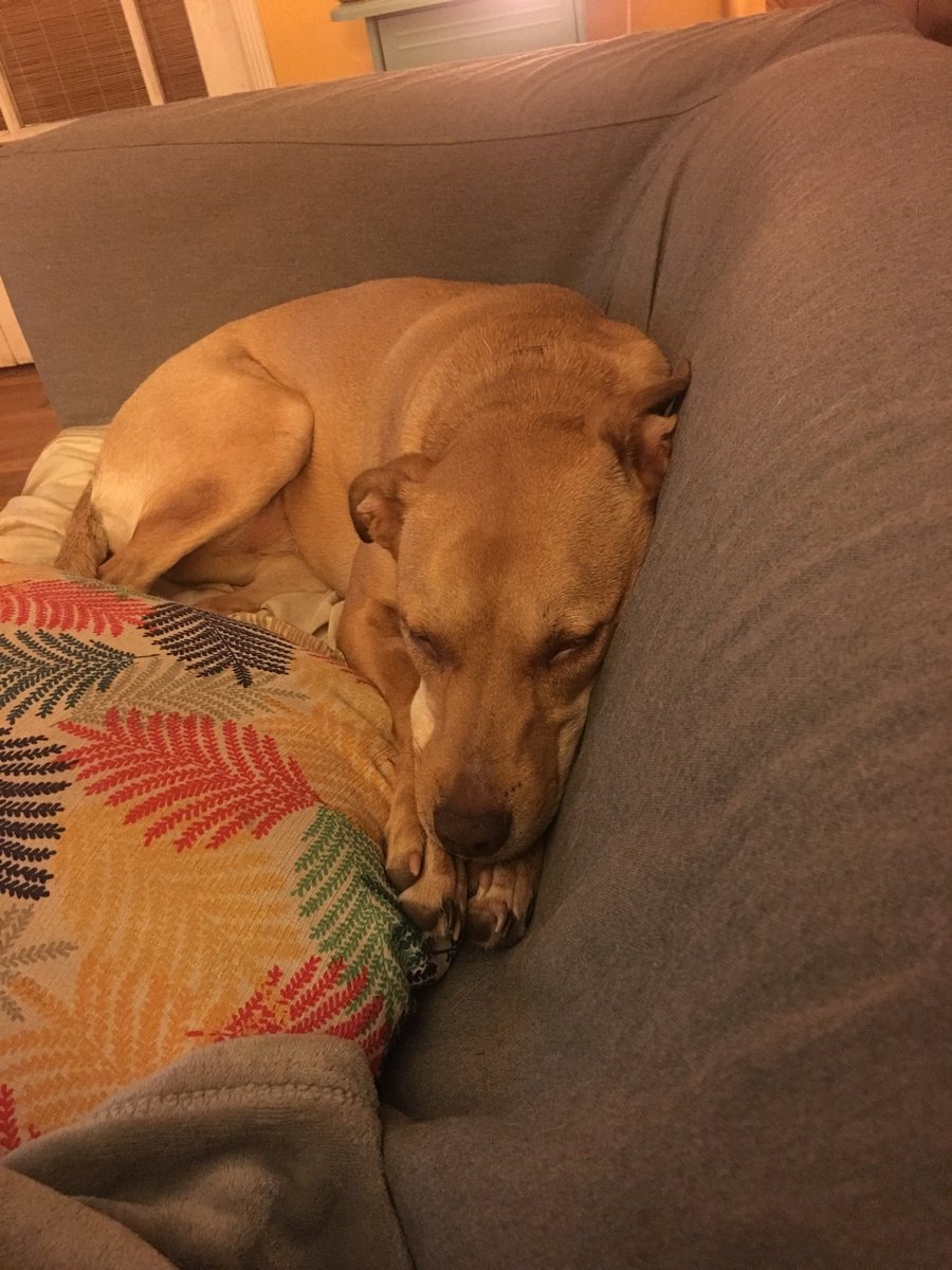 anaantunes's tweet photo. #hazelnut had a rough day at the vet, but you couldn’t tell coz she’s sleeping so cute #Pitbulls #whippet #pippet #snuggledog https://t.co/qGxgis0zQL