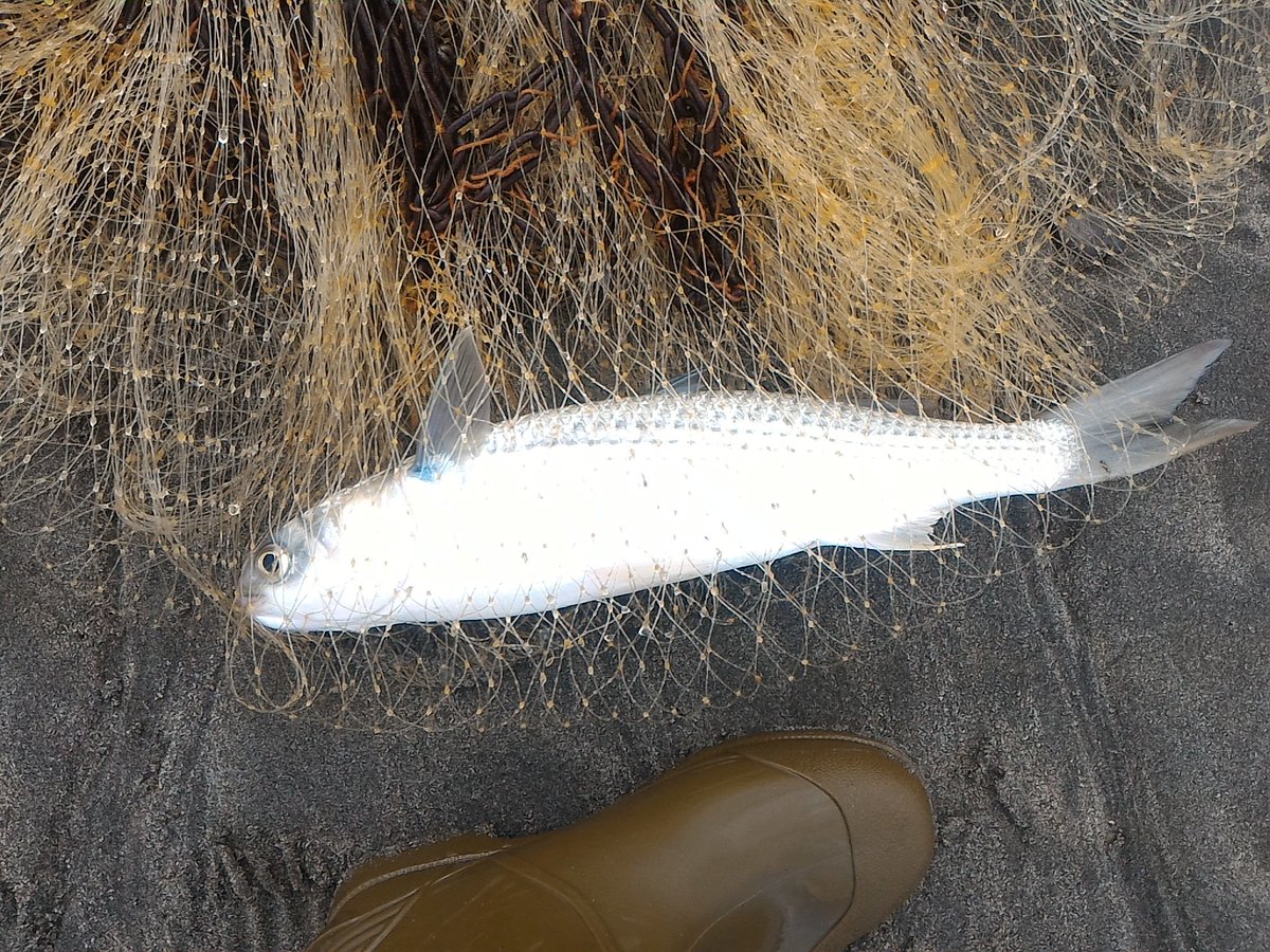 tawake2go's tweet image. 干潮に合わせて網打ちして来ました！魚全然いませーん⤵#投網