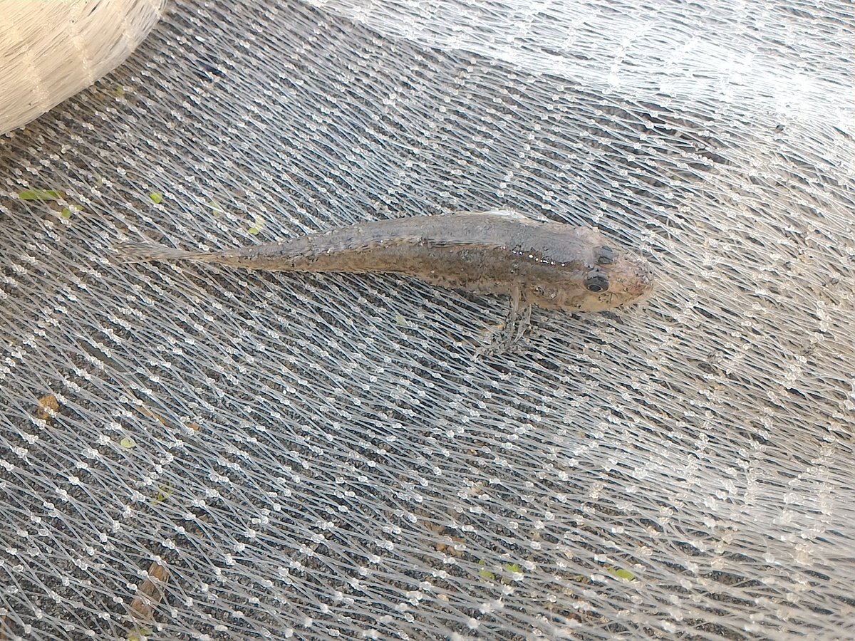 tawake2go's tweet image. 干潮に合わせて網打ちして来ました！魚全然いませーん⤵#投網