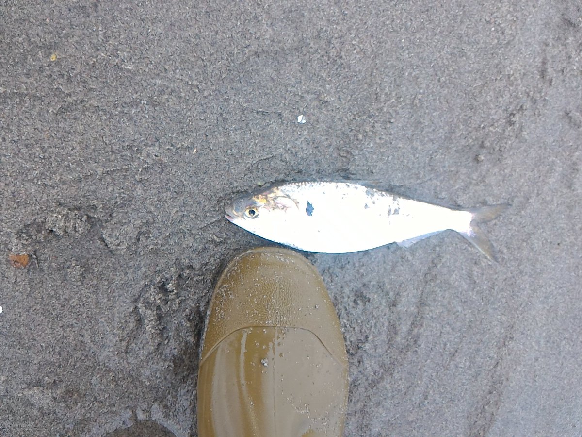 tawake2go's tweet image. 干潮に合わせて網打ちして来ました！魚全然いませーん⤵#投網