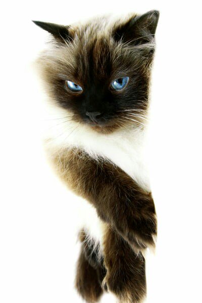 <a href="/Saadoudi11/">Sâad  Hamid</a> Hallo fijne zaterdag en fijne mooie weekend 😉🌞🍃🌺🍃🐾🍃🐈