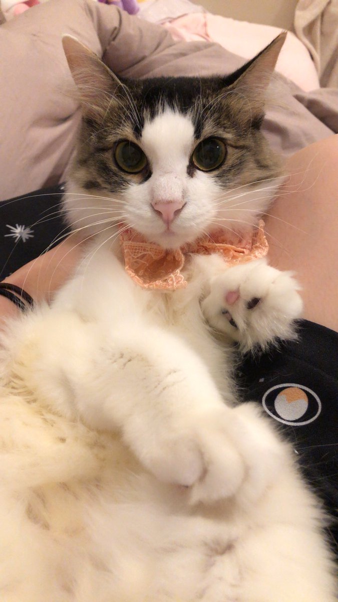 中川翔子 Sur Twitter ピンクちゃん 過去に二回も捨てられてぼろぼろ 野良で段ボールハウスで暮らして 保護猫になり そして保護猫カフェ ミラクルキャットで出会いうちの子になったということがわかりました かわいそうすぎる こんなに可愛い子を捨てるなんて