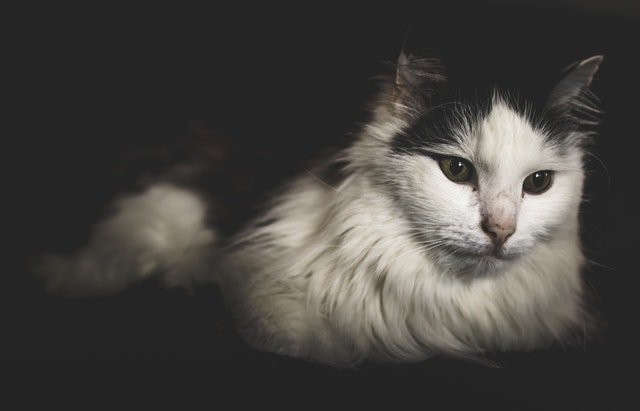 Сибирская кошка черно белая