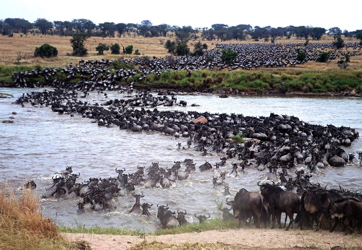 Spectacular river crossings happening now!
#serengeti #marariver #luxurytravel #adventure #wildlife #africa #tanzania