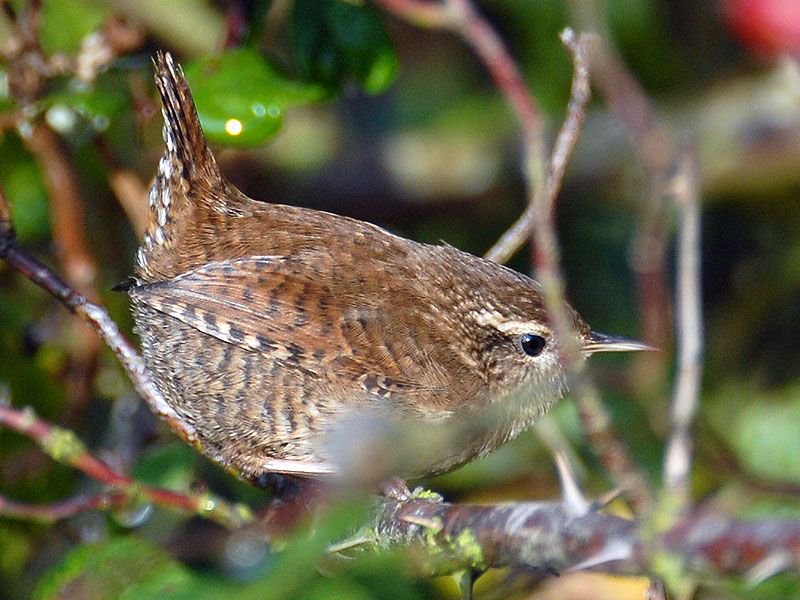 Coffeewarblers's tweet photo. My bird of the day. A Wren in our garden has started to sing quite vigorously again of late. https://t.co/EAOCPhXlxT #birds #nature @CeeegeBirds https://t.co/0kZ78AkoGM