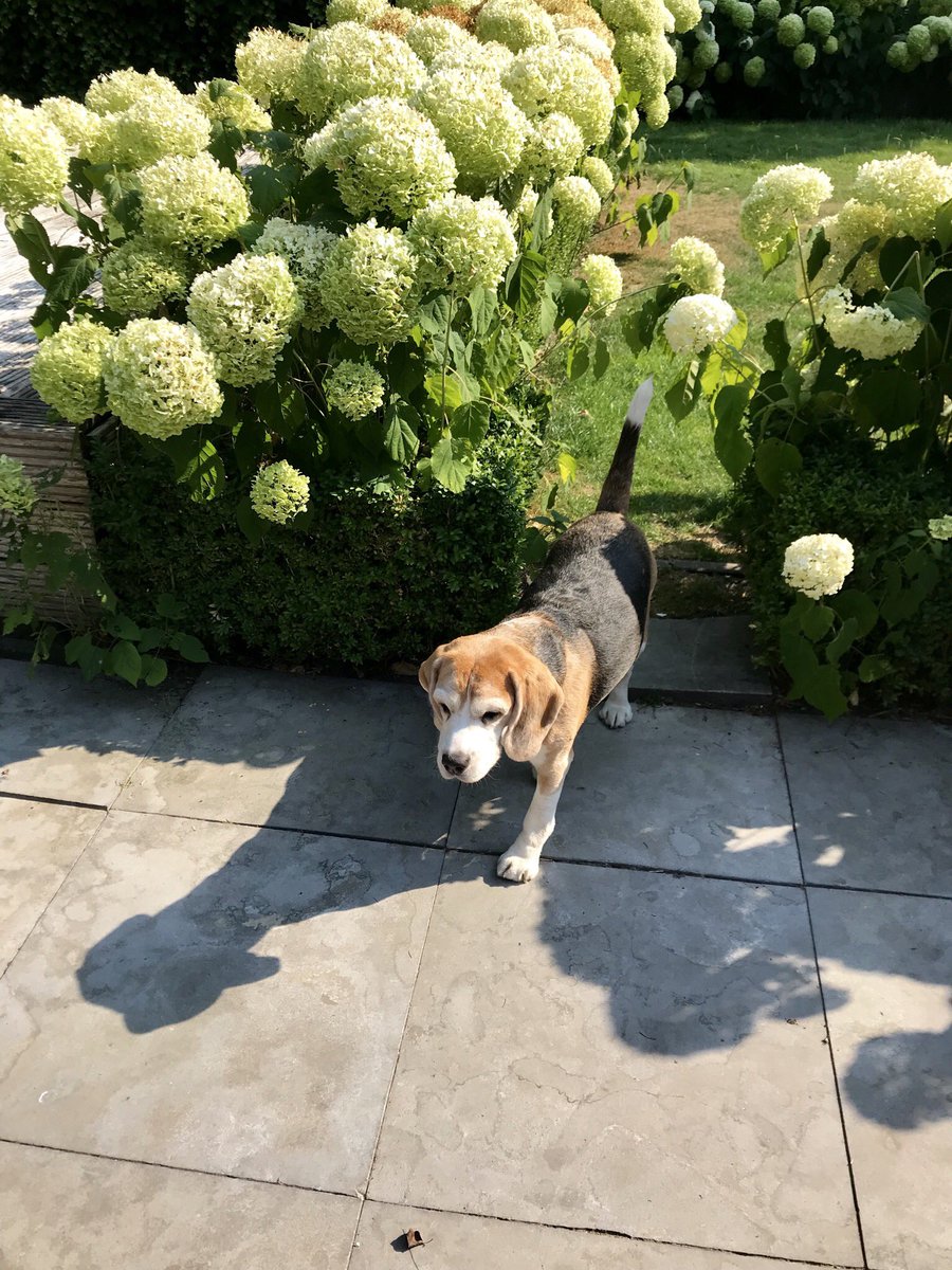 DexTheBeagle's tweet image. #gardentweet