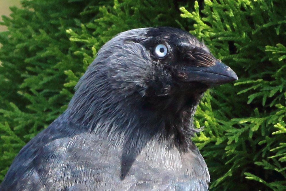 Jay tweet media