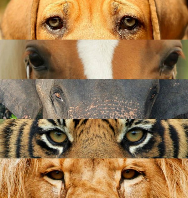 PETAAsia's tweet photo. All of them are abused in circuses. Don't support it. #BoycottTheCircus https://t.co/3JZAzZhzw5