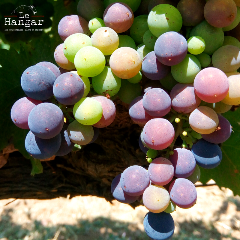 lehangarvinbio's tweet photo. Syrah en pleine véraison #lehangarvinbio #vigne #vignoble #provence #igpmediterranee #Syrah https://t.co/dKdsTheycK