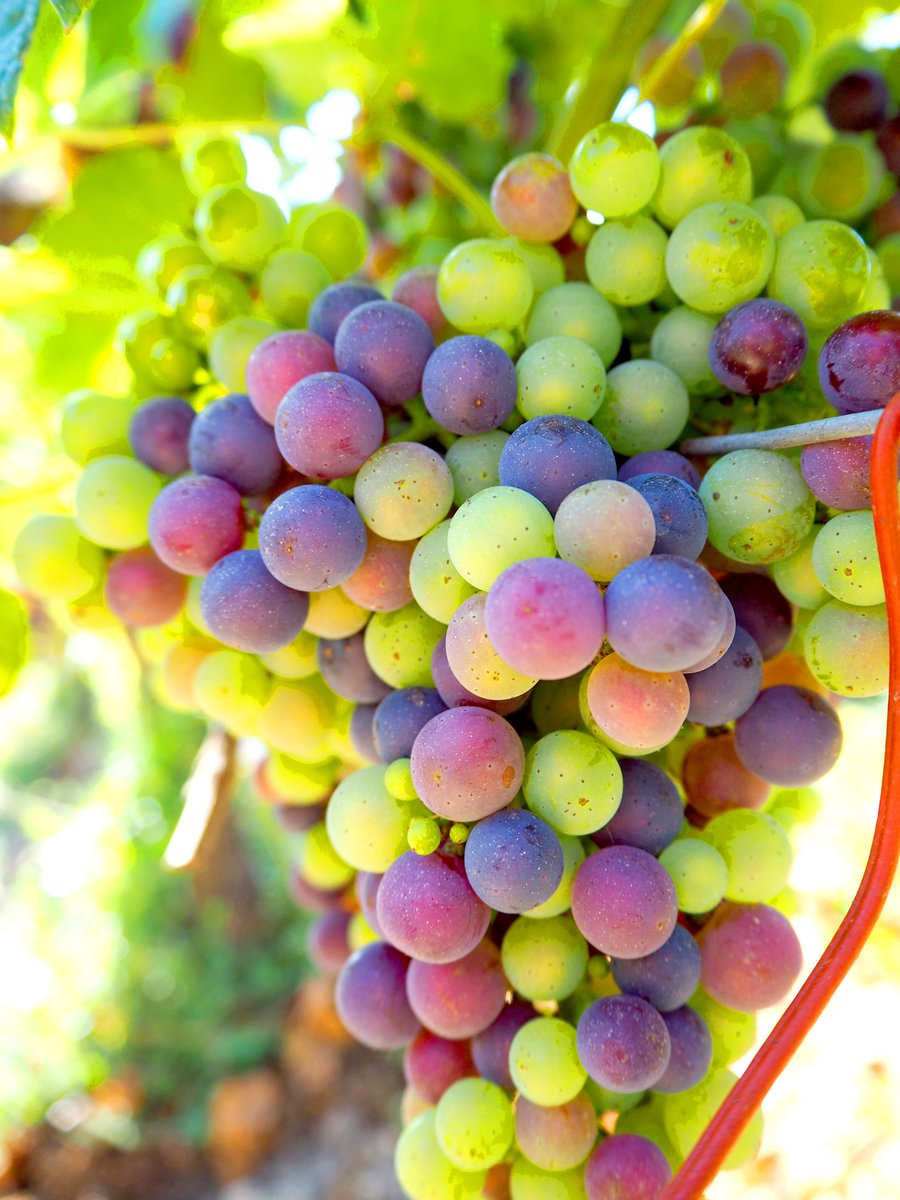 Gisteren hebben een paar honderdduizend groene druiven tegelijkertijd besloten paars te worden.