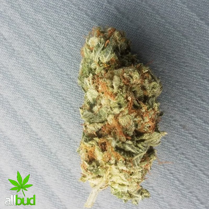 Big Bud is an indica dominant hybrid (85% indica/15% sativa) strain that was the overall winner of the 1989 High Times Cannabis Cup. bit.ly/2K1eSJC
#allbud #Big #Bud #cannabis #weed #hybrid #indica #sativa 
#medicalmarijuana #legalization #use #smoke #enjoy #healthylife