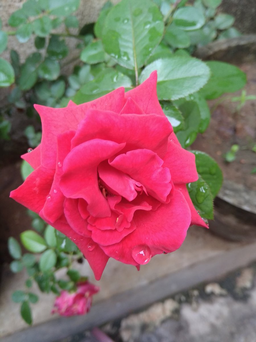 tusharsharmayt's tweet photo. Its looking.....o..s.mmmm...s.w.ee.t....beautiful.....
#its
#my_phone_camera_cilc_k__kkk
#without_edit
#natural______look https://t.co/83E3rLRGFJ
