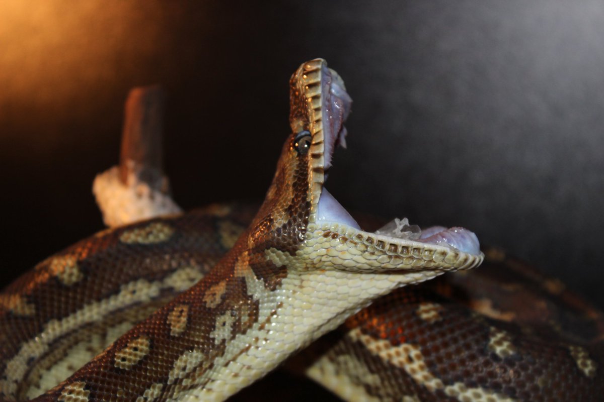 AmandaFoxActor's tweet image. Unfortunately I wasn't able to capture the eclipse, although my python yawning is equally fascinating #pythonlover #naturesmagic