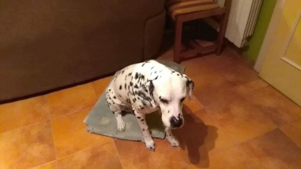 SosAbuelos1's tweet photo. ROCKO (10 AÑOS) MADRID
"LO QUIERE SACRIFICAR"
OS RUEGO MÁXIMA DIFUSIÓN LA DUEÑA HA EMPEORADO Y ME COMUNICAN QUE NO LO PUEDE TENER MÁS QUE SI NO LE SALE ALGO EN UNA SEMANA LO SACRIFICAN ESTE ES EL TELÉFONO DE LA DUEÑA :
ROSARIO: 656789404
https://t.co/plUuu2sSeT https://t.co/Jjv7lpi5qd