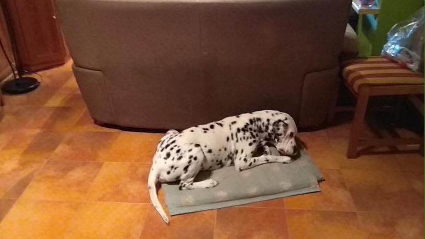SosAbuelos1's tweet photo. ROCKO (10 AÑOS) MADRID
"LO QUIERE SACRIFICAR"
OS RUEGO MÁXIMA DIFUSIÓN LA DUEÑA HA EMPEORADO Y ME COMUNICAN QUE NO LO PUEDE TENER MÁS QUE SI NO LE SALE ALGO EN UNA SEMANA LO SACRIFICAN ESTE ES EL TELÉFONO DE LA DUEÑA :
ROSARIO: 656789404
https://t.co/plUuu2sSeT https://t.co/Jjv7lpi5qd