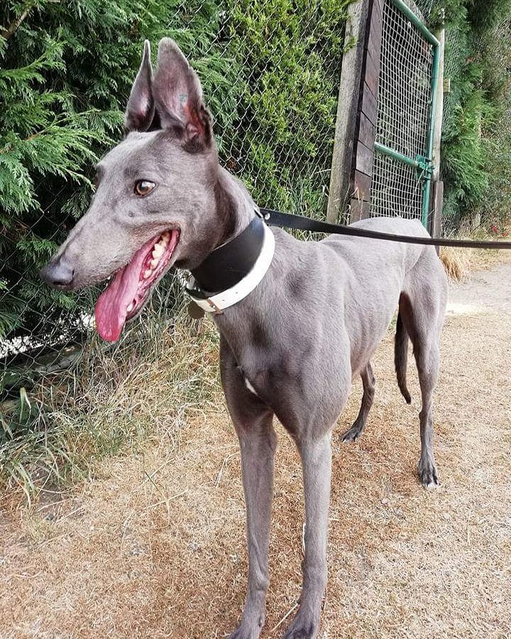 GRSY14's tweet photo. Say hello to Violet!

This lovely friendly girl was being offered free to a good home... whilst in season!!

Thankfully we were able to take her in, with thanks to Danewalk Pet Hotel who looked after her for a few days, and she's now safe. https://t.co/PcgIvvaC2Y
