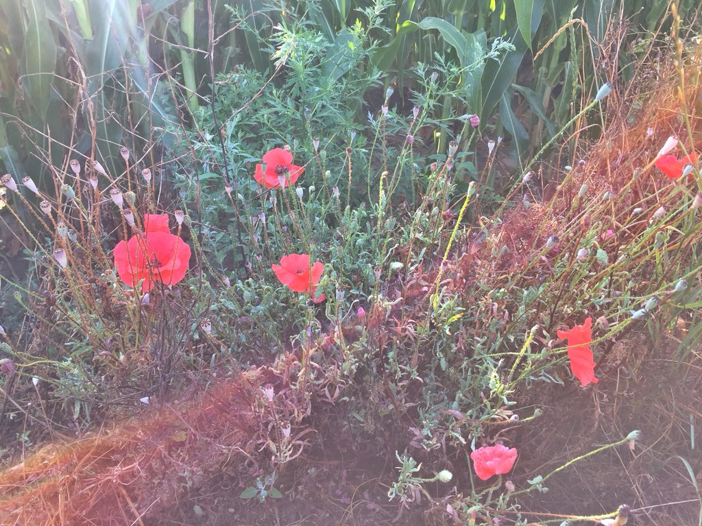 edgie06101981's tweet image. Normal de trouver une paire de chaussures lors de mon ramassage de ce week-end. Pas mal de canettes et d’emballages plastique.  #walloniepluspropre #1PieceOfRubbish #trashgo #aeraquaterra #naturepropre #ramassagecitoyen