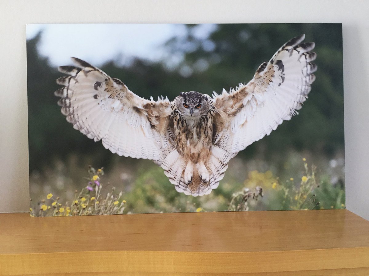 Loving my Aluminum Dibond print from @SaalDigital of my favourite pic taken at @BarnOwlCentre #photographyday a couple of years ago. 😁 🦉 #europeaneagleowl #owl #nikon #photography #birdphotography #bird