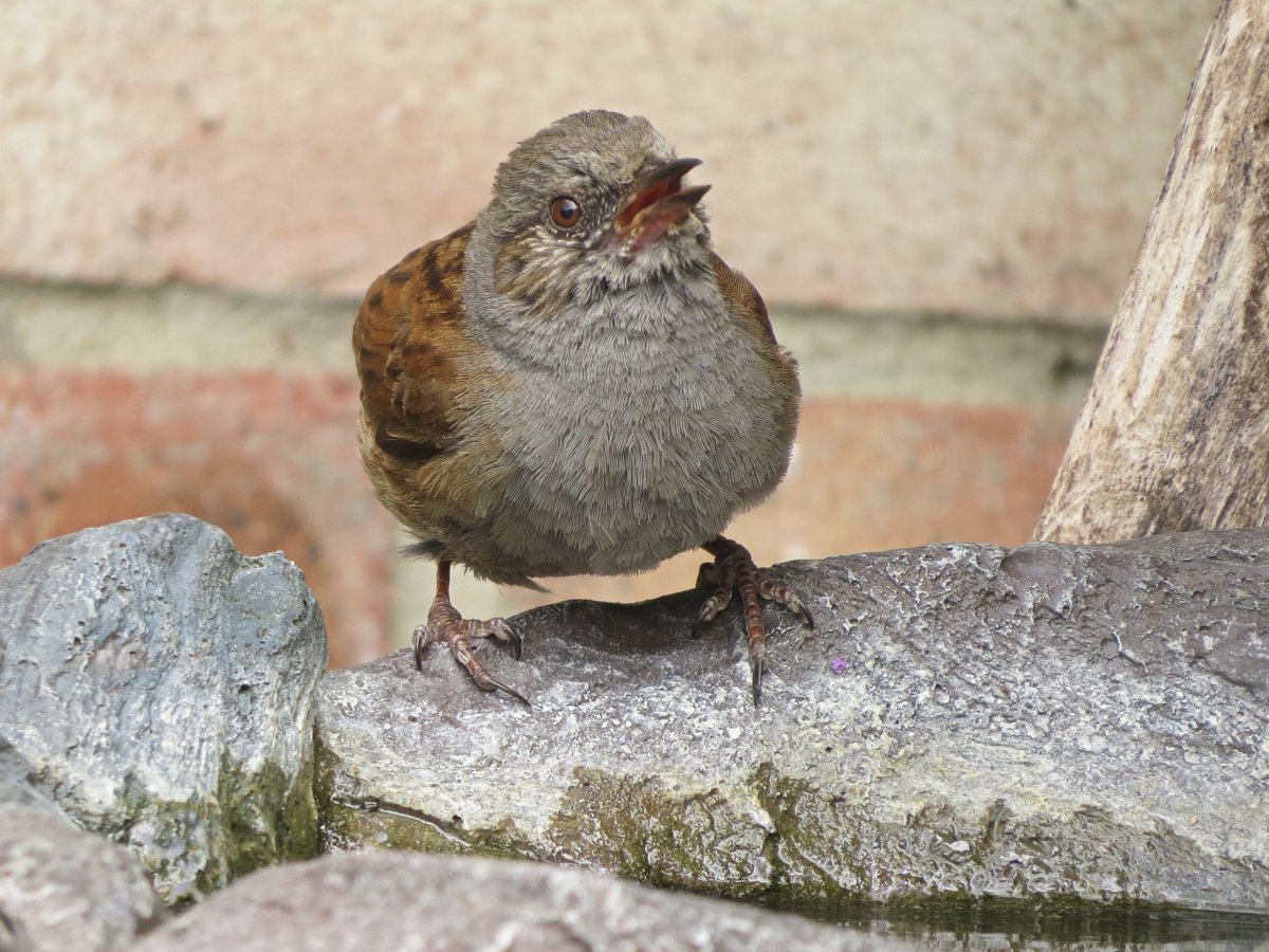 JUNESOBIE's tweet photo. Little dunnock, Robin, Young blackbird and collared dove in my garden this week.  Wishing you all a wonderful weekend, and hope its a bit cooler for you too, I`m off to do some gardening &amp; of course snapping a few birdie pics as well LOL https://t.co/qLYnL552Ak